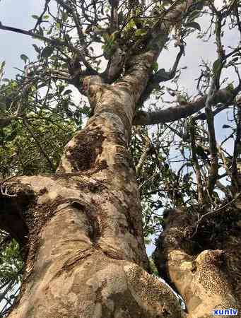 探索班章产区独特的山头文化及其对普洱茶的影响