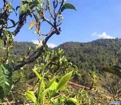 老班章花谷茶好不好：了解古茶园、特点与价格，品味古树茶的魅力。