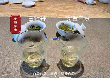 白茶保质期一般多久： 安吉、福鼎、红茶及陈皮白茶的解读