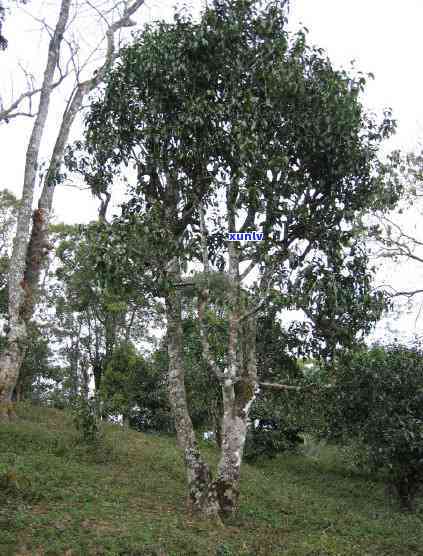 老班章布朗山：茶香四溢的神秘古树之地