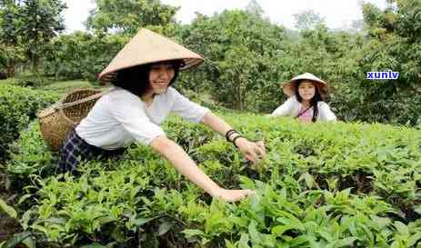 陈皮普洱紧压茶好吗