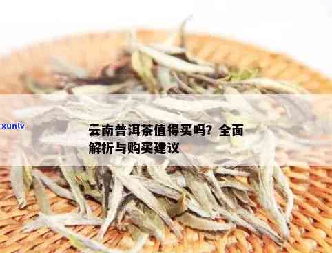 云南普洱茶一览：全面了解与比较，助您挑选最适合的茶叶