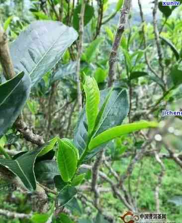 普洱茶品种分类及其特点：云南茶树的不同品种 *** 出多种形态的普洱茶