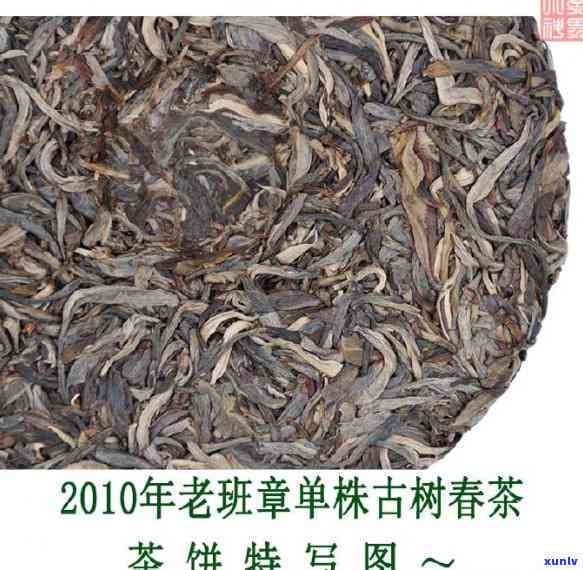 单株老班章古树茶价格：特点、含义与市场行情