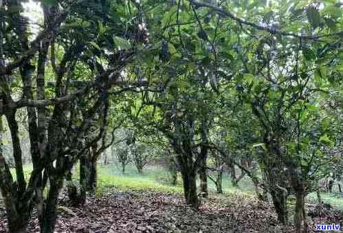 '老班章古树生茶的特点，口感，价格和生态野生古树茶的介绍'