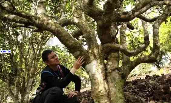 '老班章古树生茶的特点，口感，价格和生态野生古树茶的介绍'