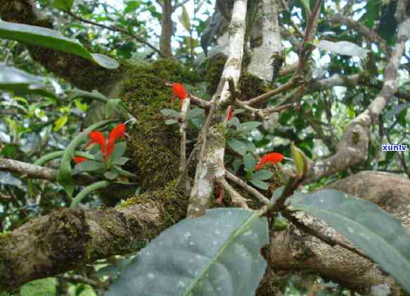 探究谷花老班章茶：特色、口感、普洱与花茶的完美结合