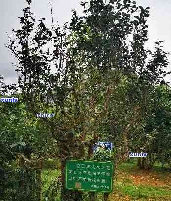 探索老班章茶产地：哪个牌子的普洱茶最正宗？