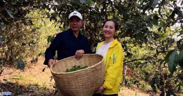 从外观、香气、口感、茶和茶底等方面，全面解析老班章茶叶的好坏判断 *** 