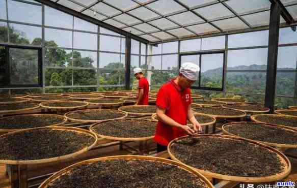 云南普洱茶：四大茶厂全面解析，带你了解普洱茶的 *** 工艺与品质特点