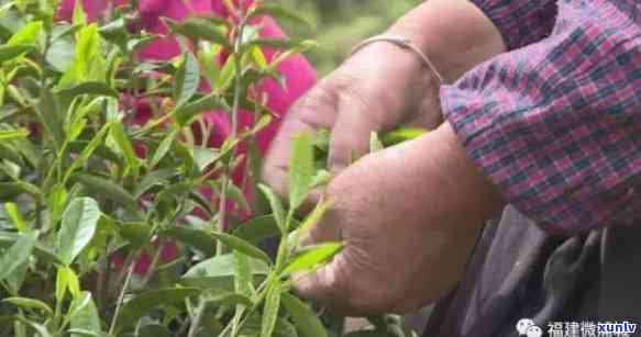 '老班章古茶林：探寻茶树数量与树龄的秘密'