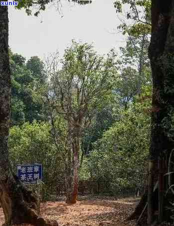 探究老班章茶王地的神秘之处：普洱茶的魅力与传承