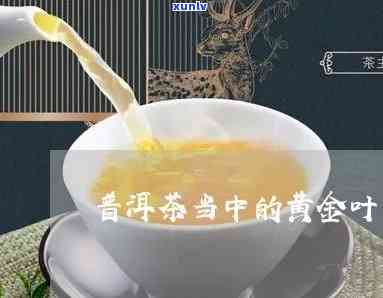 探索普洱茶中的黄金叶：一款健饮品的全面解析与独特魅力