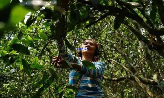 老班章茶农精选：品质越普洱茶生产者名单一览