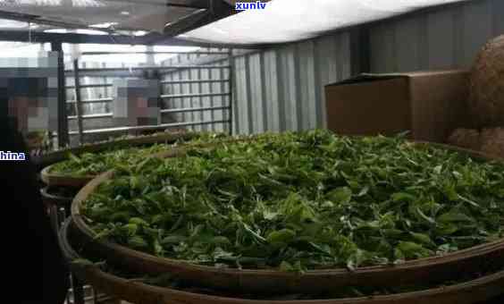 老班章普洱茶茶厂：品质越，历悠久的全方位茶叶专家