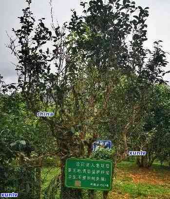 云南老班章茶产地，云南老班章茶叶及普洱茶的来源地