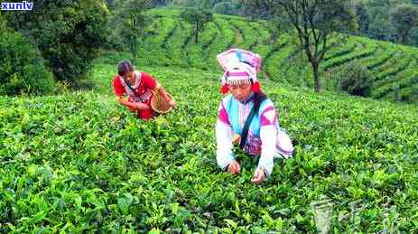 探究冰岛茶与老班章普洱茶的独特之处：一场茶叶文化的对比之旅