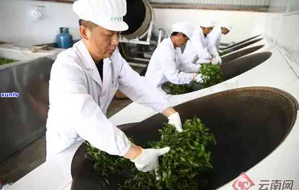 云南西双版纳勐海县明星火茶厂：从茶叶种植到加工生产的全方位解析