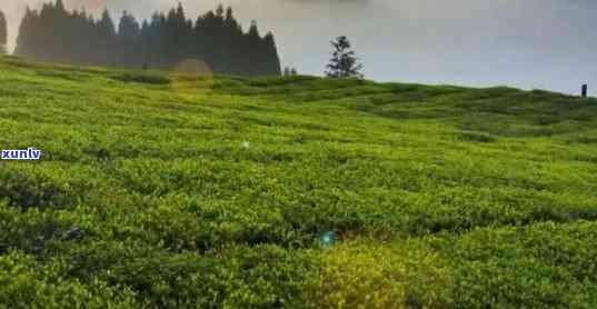 大红袍与普洱哪个好：茶叶比较与选择