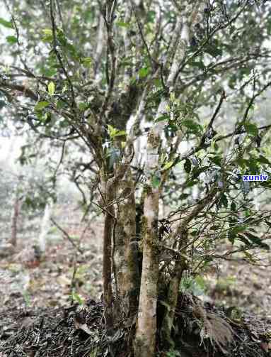 班章茶种类：台地茶和山地茶有何区别？哪个更受老班章茶农喜爱？