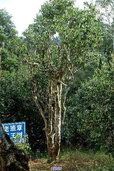 福海茶厂老班章茶树高清照片与详细介绍