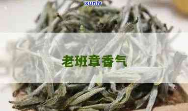 老班章茶是什么香气