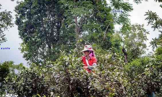 老班章采摘时间：掌握正确的老班章采茶技巧