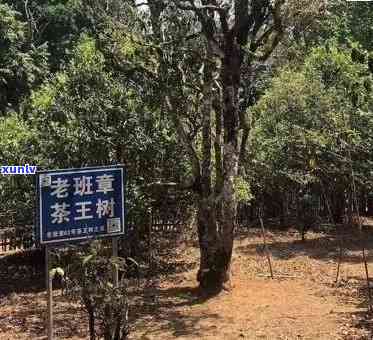 探索老班章古茶山：普洱茶文化之源与产地秘密