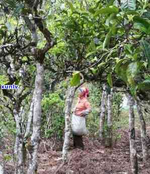 老班章茶厂：探索高品质茶叶的诞生地与传统制茶工艺