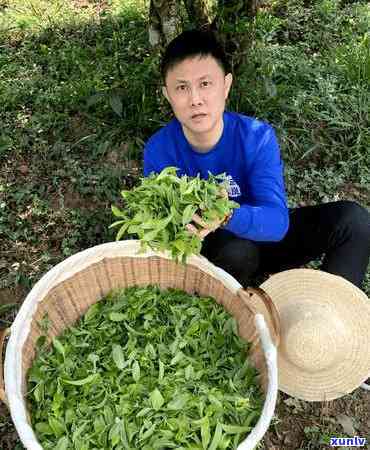 班章茶的饮用节：何时品尝最能体验其风味？