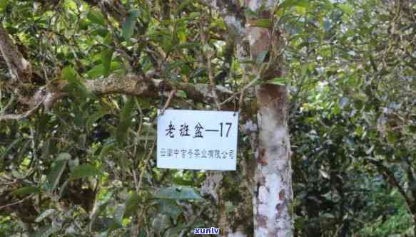 生茶老班章2018:母树茶 *** 8888,口感特点不言而