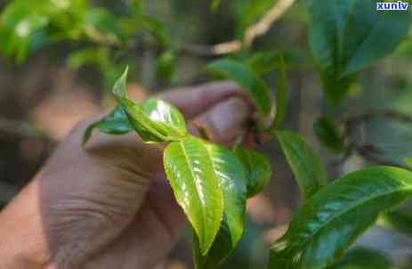 老班章茶的健益处：一款值得品鉴的普洱茶叶