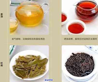 普洱茶：属于红茶还是绿茶？揭秘普洱茶的分类之谜