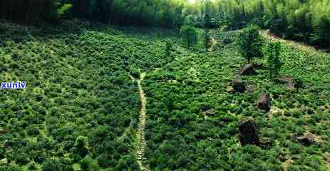 武夷山红茶属于什么茶：探讨武夷山红茶的种类与功夫茶特色