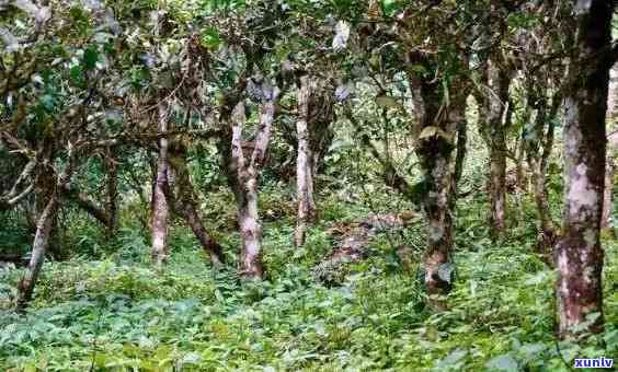 '老班章在哪坐古茶山？老班章茶和古树茶位置全解析'