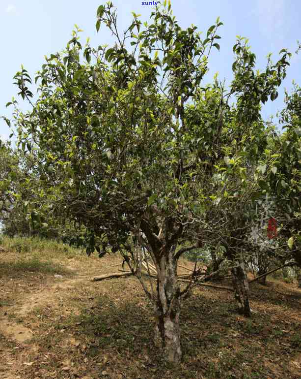 '老班章在哪坐古茶山？老班章茶和古树茶位置全解析'