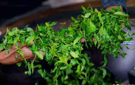 普洱茶与龙井茶的口感对比：一场茶叶宴的品鉴之旅