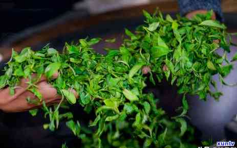 普洱茶与龙井茶的口感对比：一场茶叶宴的品鉴之旅