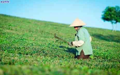 老班章111号茶农名单