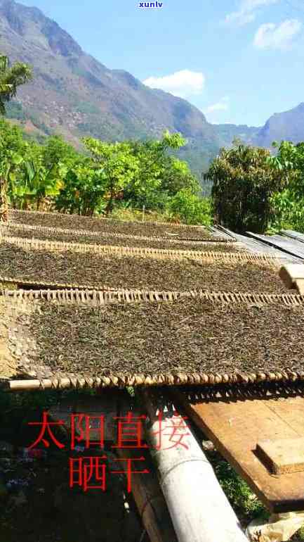 辽精选古树普洱茶厂家直销，优质货源直达市场