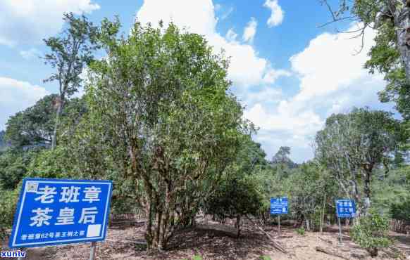 云南老班章村茶基地