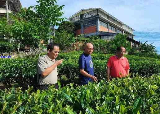 西双版纳香茶业：探索世界级茶叶品质与文化的领导者