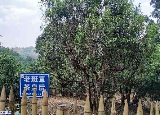 古树普洱茶中的老班章独特韵味探究