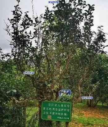 云南老班章茶产地探索：寻找普洱茶的真正味道