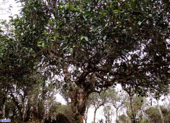 老班章千年古树茶：品种、产地、 *** 工艺与品饮体验全面解析