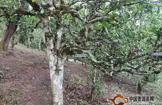 老班章三爬茶品质与价格解析：普洱茶中的熟茶佳品探讨