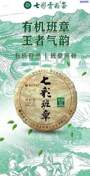 七星古树班章500年普洱茶：深度解析其独特功效与价值