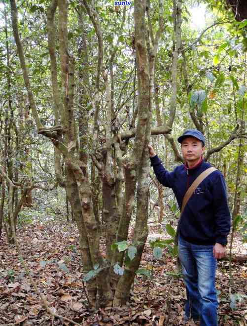 探索勐海老班章茶的价值：从普洱茶、古树茶园到价格分析