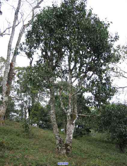 布朗山老班章村茶农协会2008年老班章茶叶出产