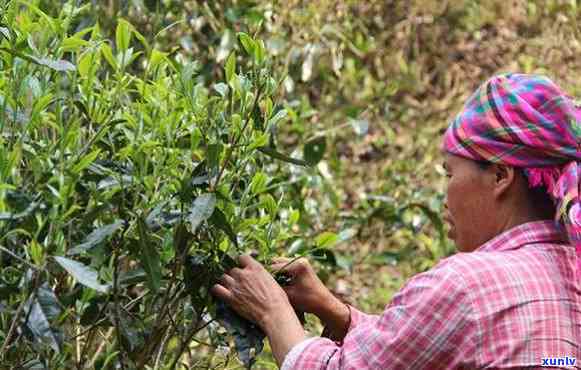 新 老班章茶园春日探秘：叶采摘实况与普洱茶 *** 工艺